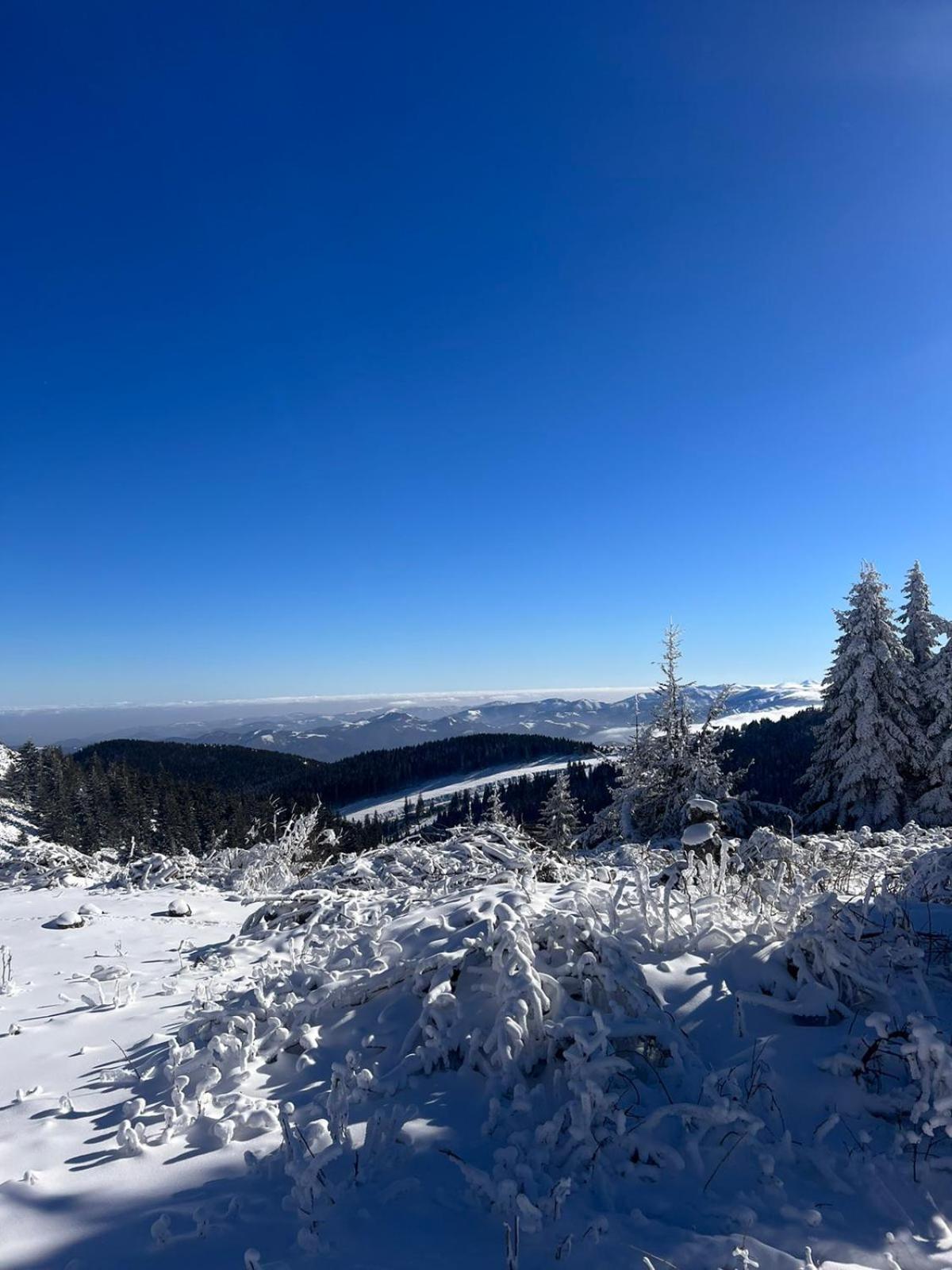 Woodside Apartment M Kopaonik Free Parking Eksteriør billede